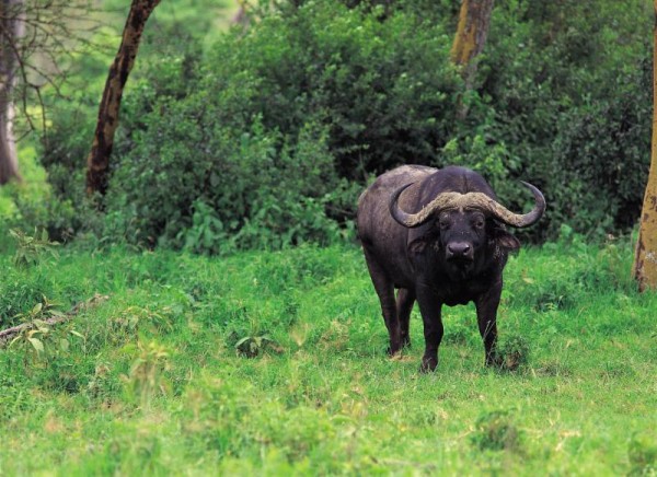 Jungle Bull Cape Buffalo in Masailand of Tanzania while on Safari