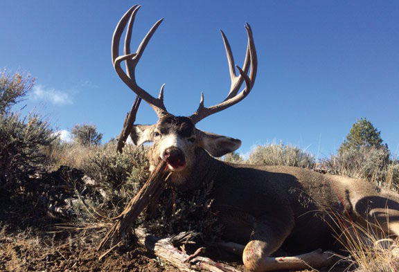 Symetrical trophy Colorado Mule deer posed under blue sky