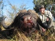 Africa - Namibia - Cape Bushmanland Buffalo