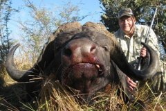Africa - Namibia - Cape Bushmanland Buffalo
