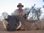 Africa - Zimbabwe - Warthog