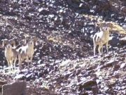 Pamir Marco Polo Argali Sheep Hunting