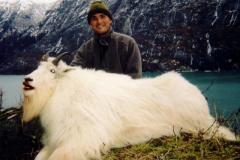 United States - Alaska - Mountain Goat