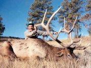 United States - Montana - Elk