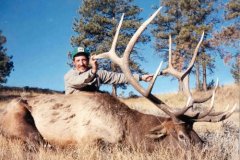 United States - Montana - Elk