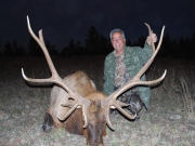 United States - New Mexico - Elk
