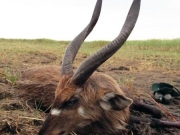 East African Sitatunga Uganda