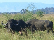 Nile Buffalo in Uganda