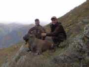 Altai Siberian Ibex hunting in Russia