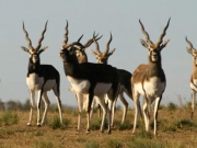 Herd of Trophy Blackbuck on hunt in Argentina