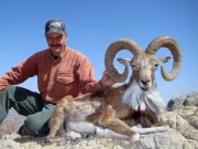 Trophy Blanford Urial Hunting in Pakistan