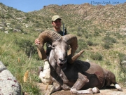 Trophy Hangai Argali Sheep Hunting in Mongolia