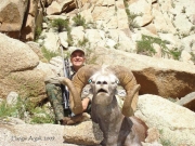 Trophy Hangai Argali Sheep Hunting in Mongolia