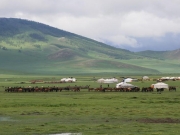 Trophy High Altai Argali Sheep Hunting Camp Mongolia