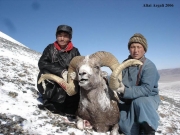Trophy High Altai Argali Sheep Hunting in Mongolia