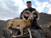 armenian mouflon hunting in iran