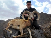 armenian mouflon hunting in iran