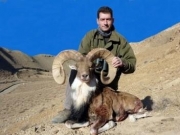 transcaspian urial hunting in iran in the desert