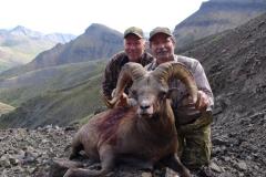 Siberian Sheep Russia