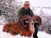 Trophy Transcaspian Urial Hunting in Asia