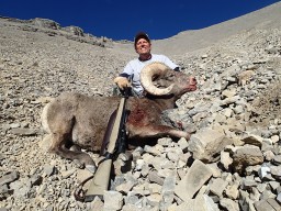 Bighorn Sheep on hillside after hunting in Alberta, Canada