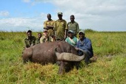 Cape Buffalo Hunting on Safari in Mozambique Africa