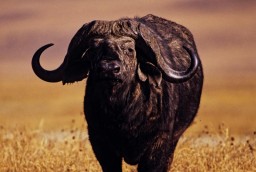 Big Bull Cape Buffalo in Masailand Tanzania on Safari Hunt