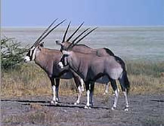 Gemsbok