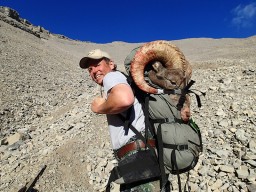 Bighorn Sheep ram on backpack after hunting in Alberta, Canada