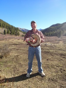 Bighorn Sheep ram skull in Alberta hunting camp