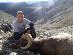 Trophy Bighorn Sheep on hillside after hunting in Alberta, Canada