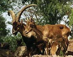 Spanish Ibex