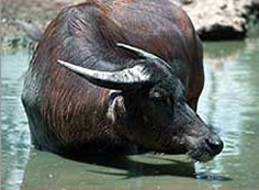 Water Buffalo